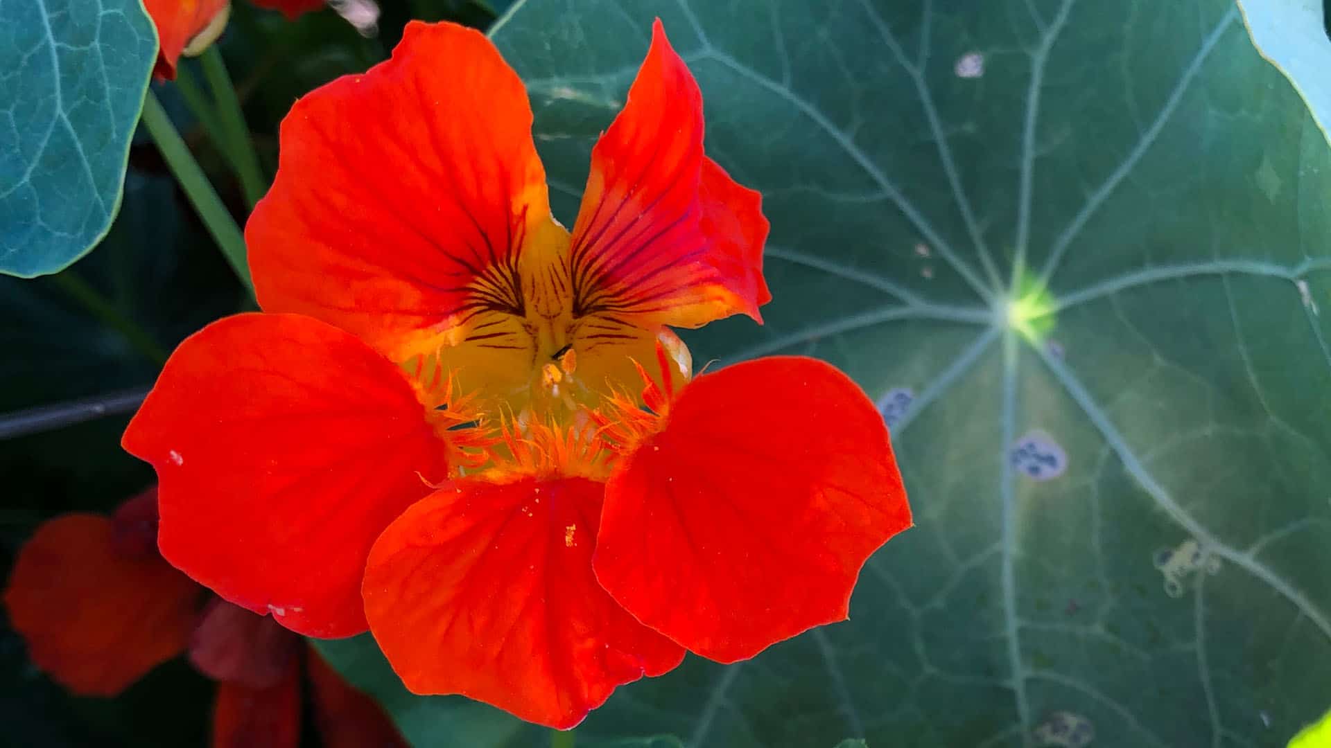 Chefs Garden Nasturtiums