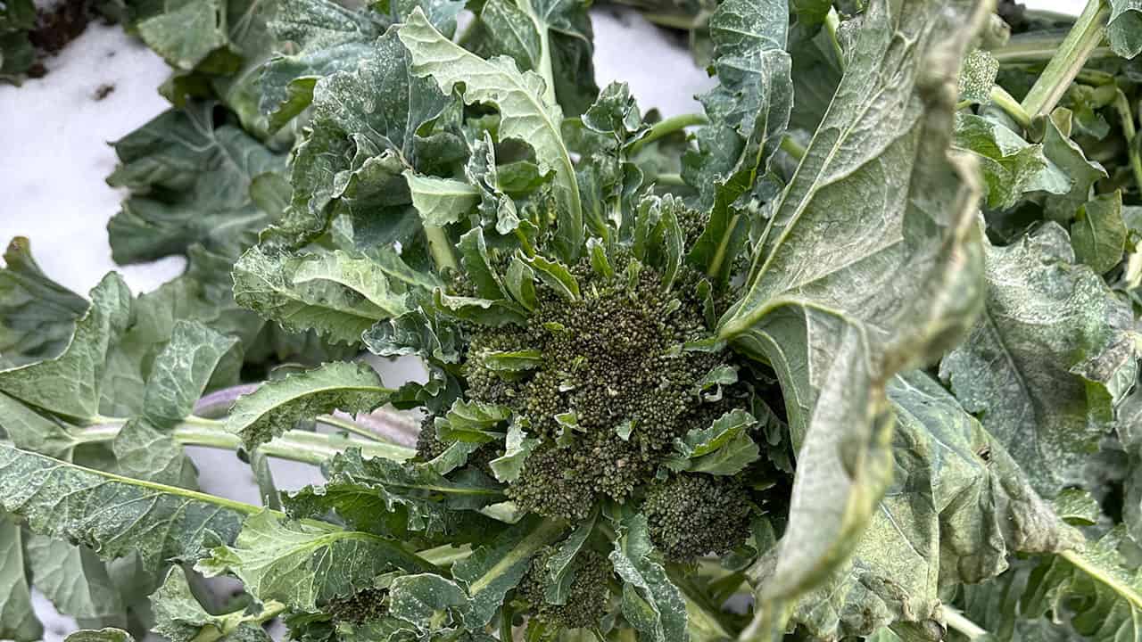 Chef's Garden Overwintered Broccoli