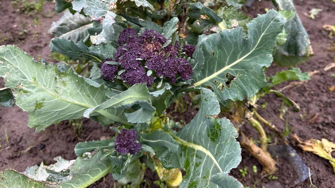 Overwintered Cauliflower