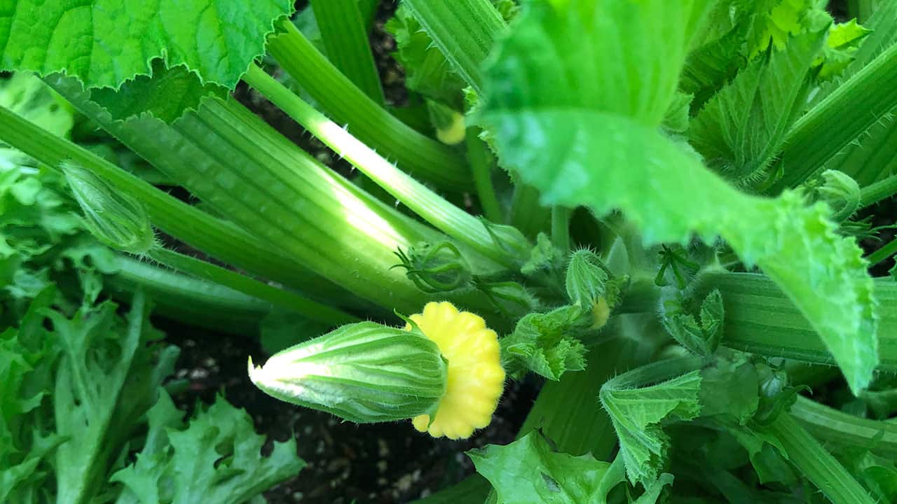 Patty Pan Squash And Zucchini