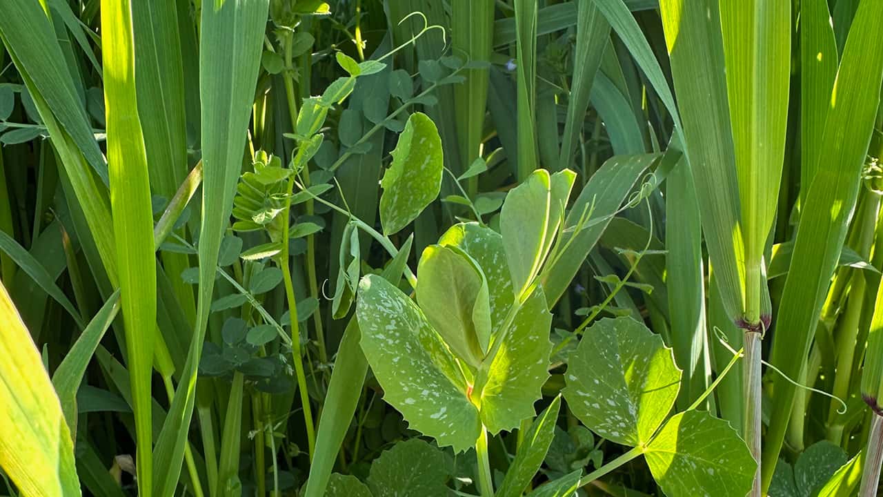 Chefs Garden Pea Shoots