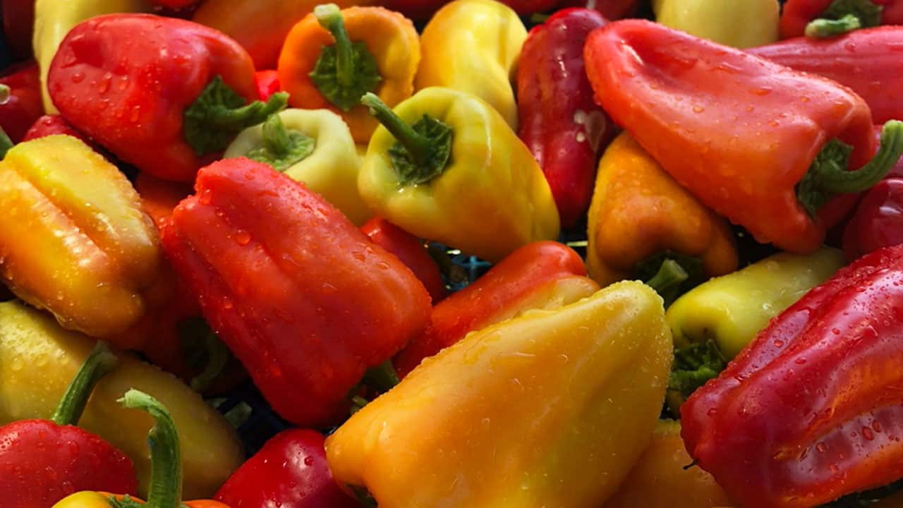 Colorful Peppers in Chefs Garden