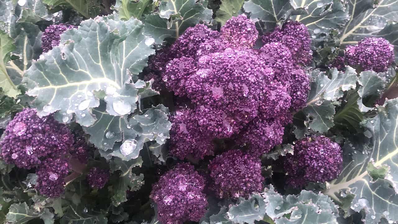 Purple Sprouting Broccoli - Chef's Garden - April 10, 2023
