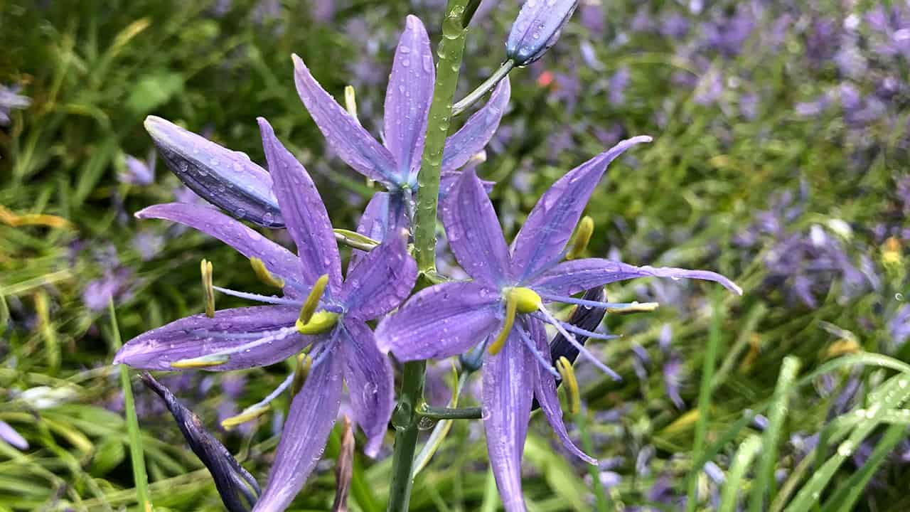 Purple Spring Flowers - Chef's Garden