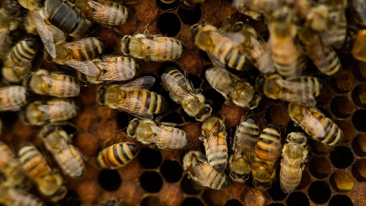 Live Queen Bees at The Allison - Photo by Maximilien Ratthe
