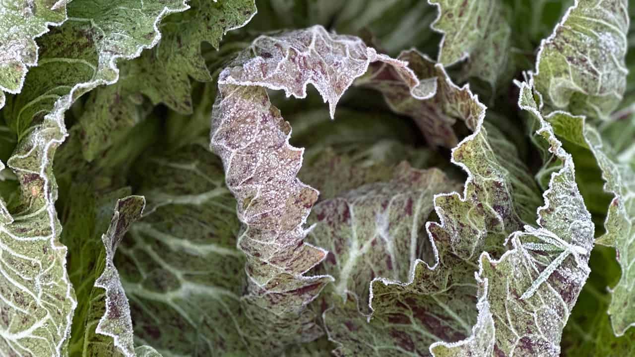 Chef's Garden Radicchio