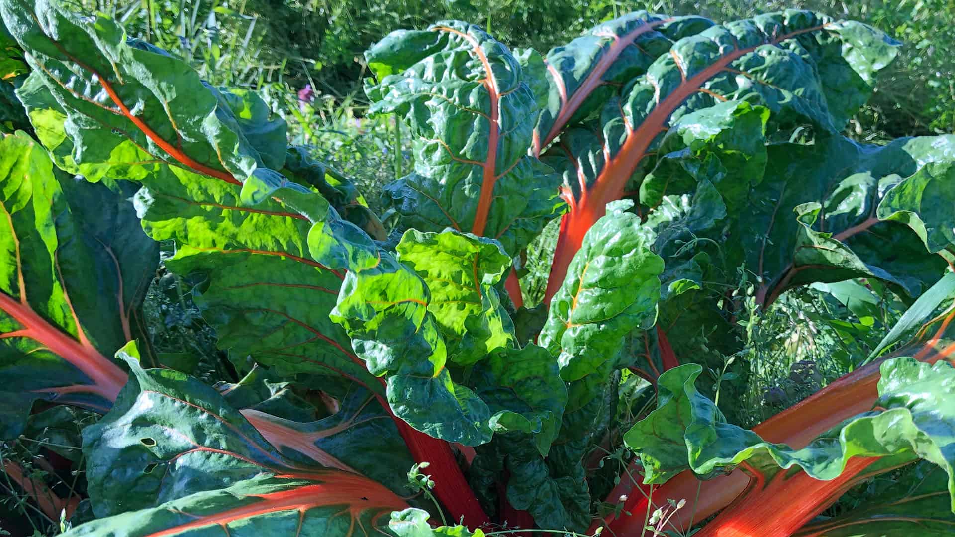 Chef’s Garden Rainbow Chard - April 30, 2023