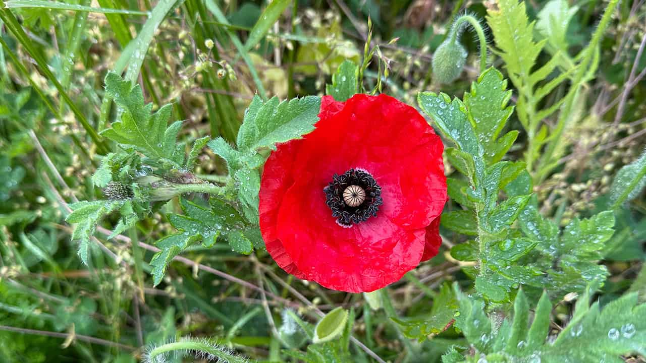 Chefs Garden Red Poppies