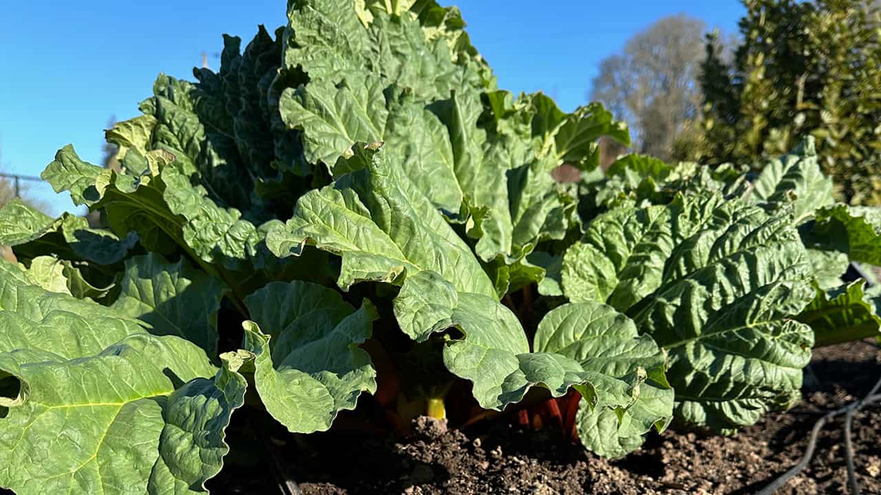 Chefs Garden Rhubarb