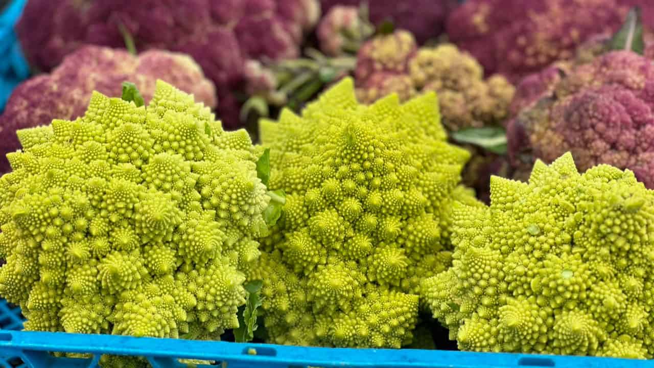 Winter Cauliflower in Chefs Garden