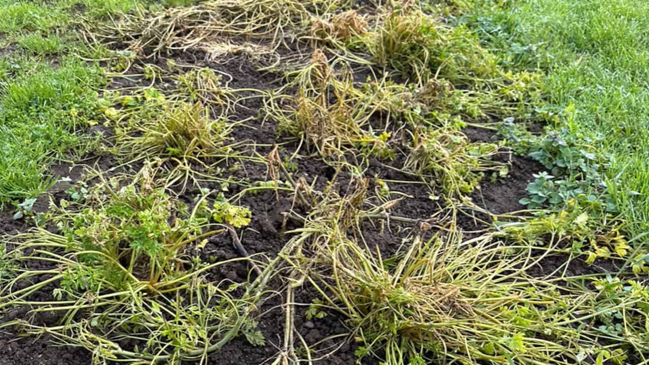 Chefs Garden February Rudolph Broccoli Sprouts