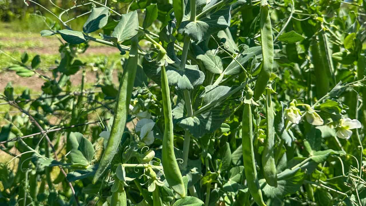 Chef's Garden Shelling Peas