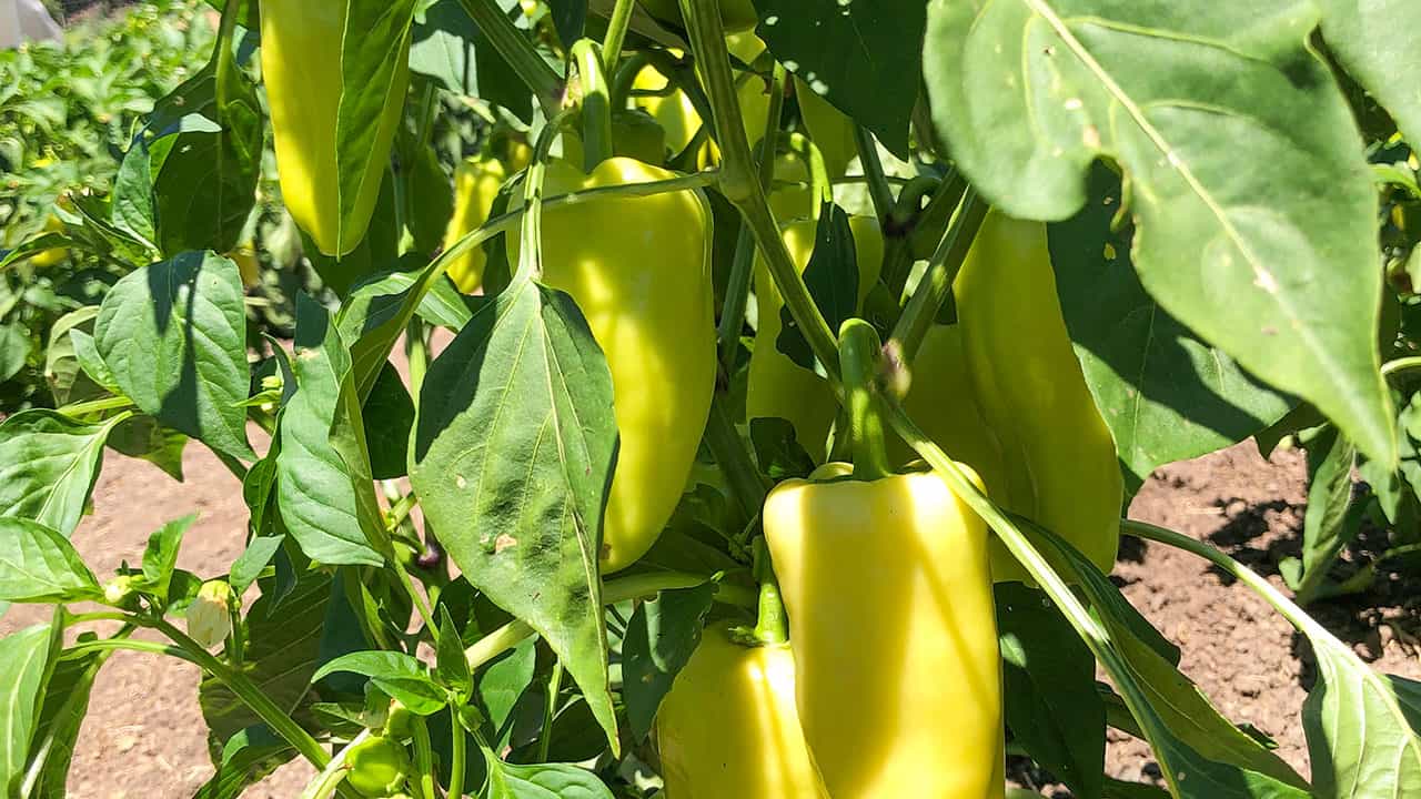 Chefs Garden Gypsy Peppers