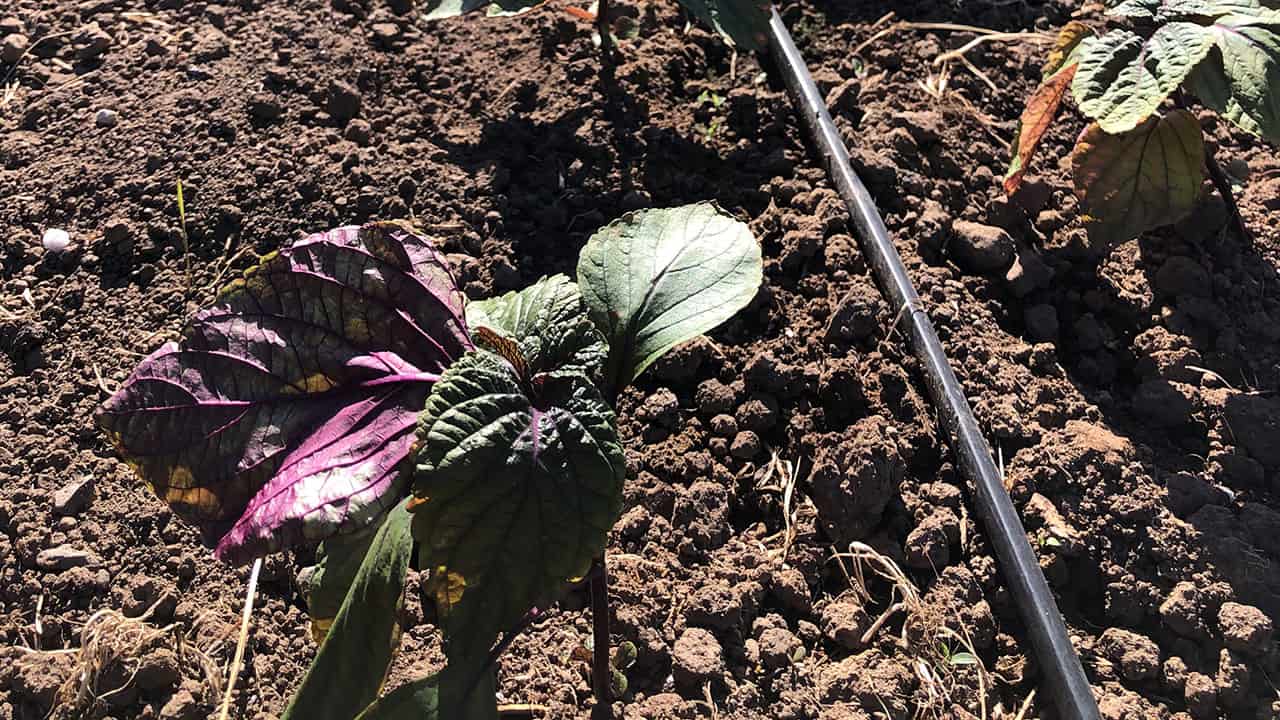 Chefs Garden Shiso