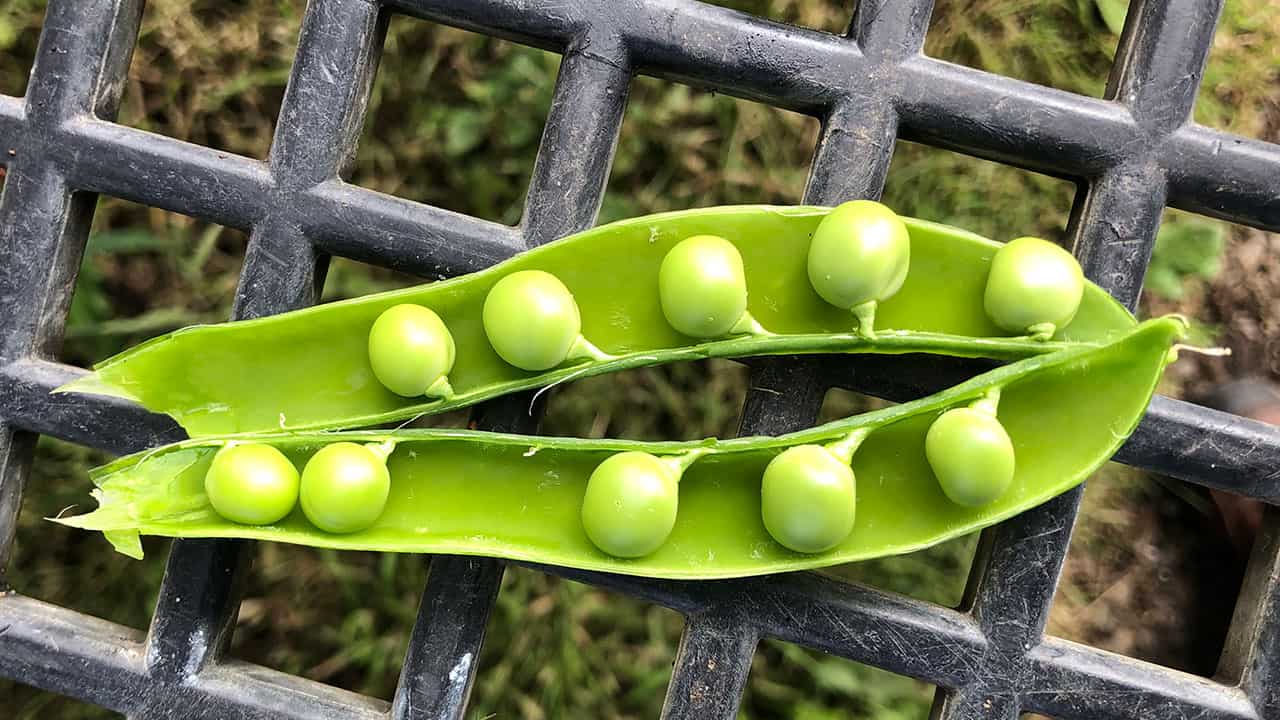 Snap Peas