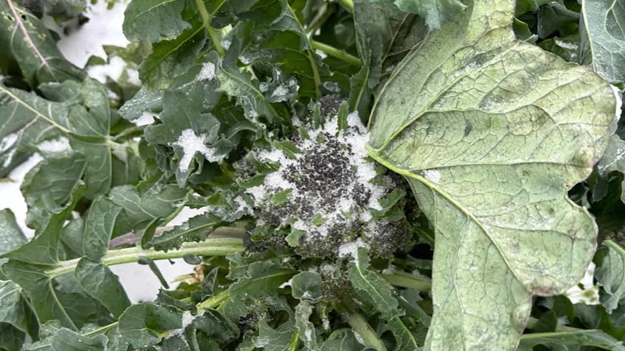 Chefs Garden Frost Covered Broccoli
