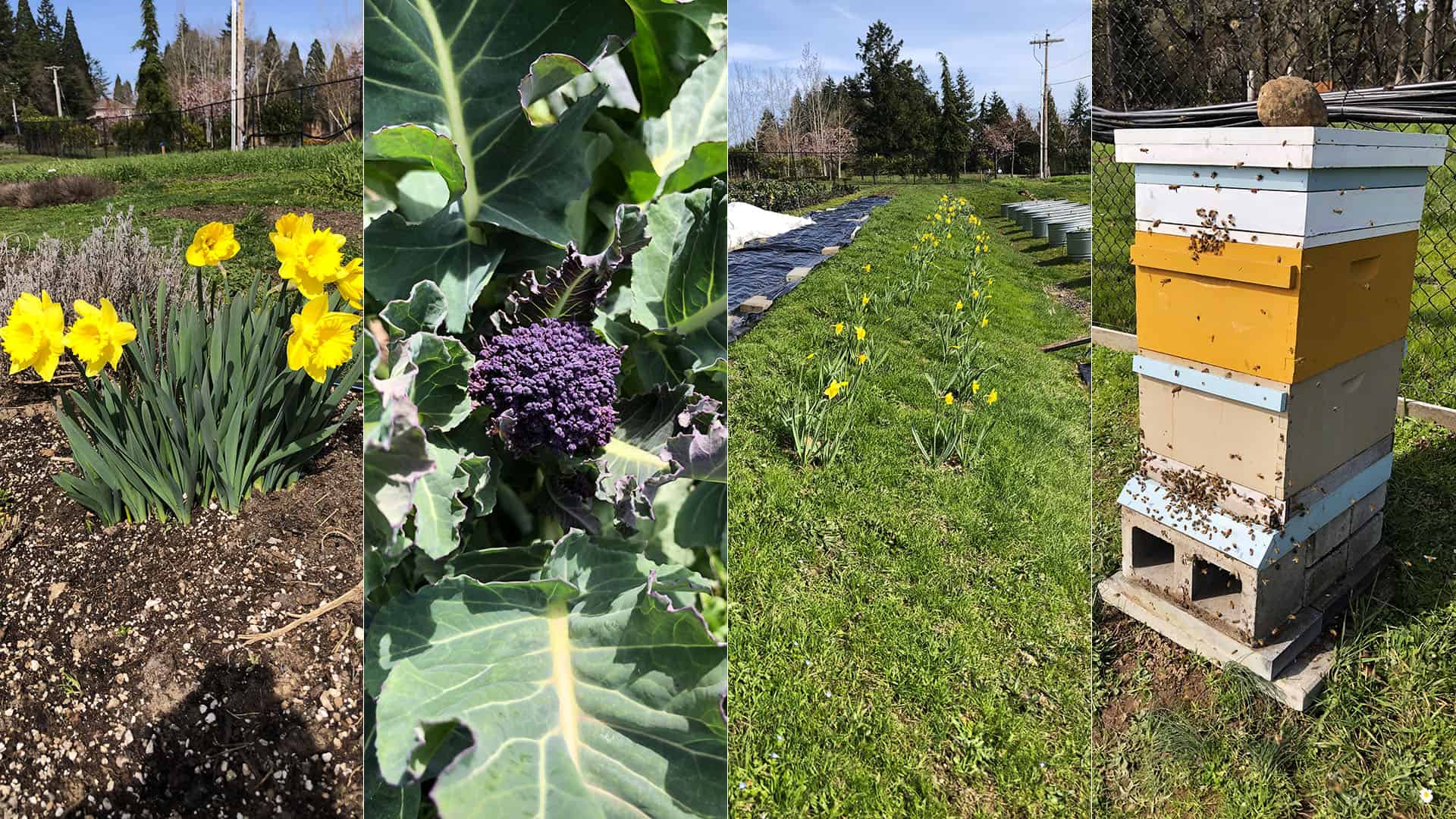 State of Chef's Garden - March 19, 2023