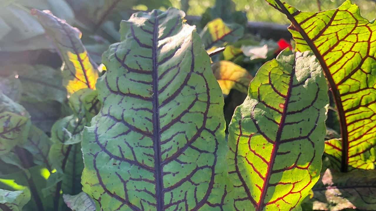 Sorrel