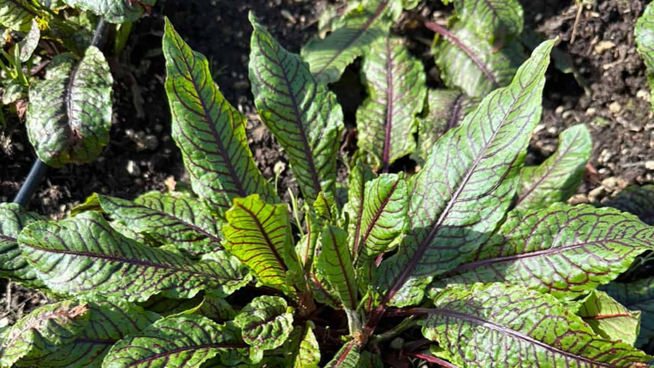 Chefs Garden Sorrel