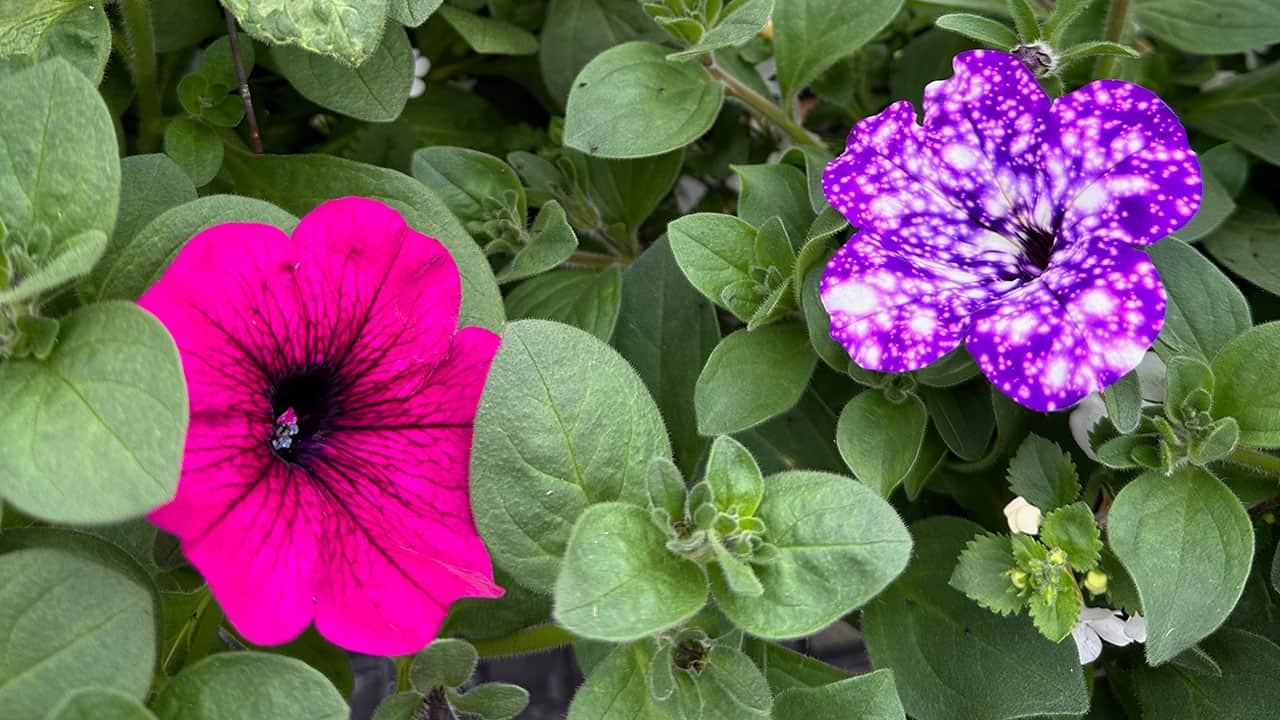 Chefs Garden Spring Flowers