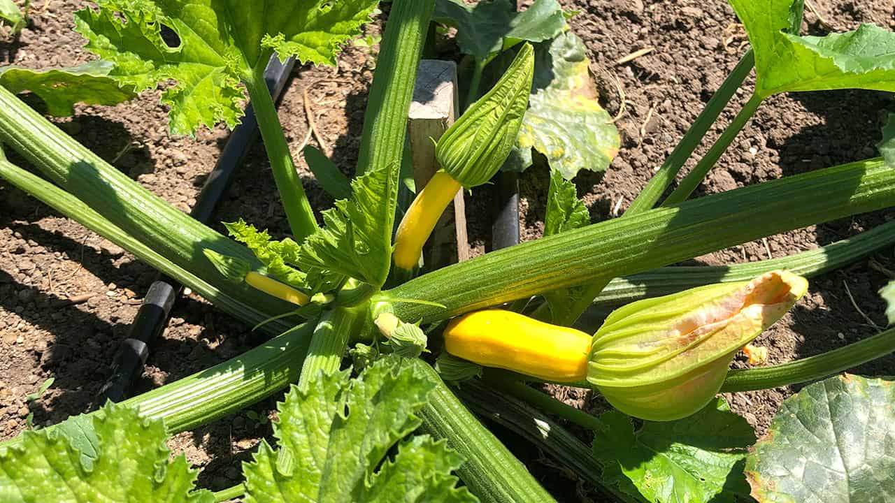 Chefs Garden Zucchini and Blossoms