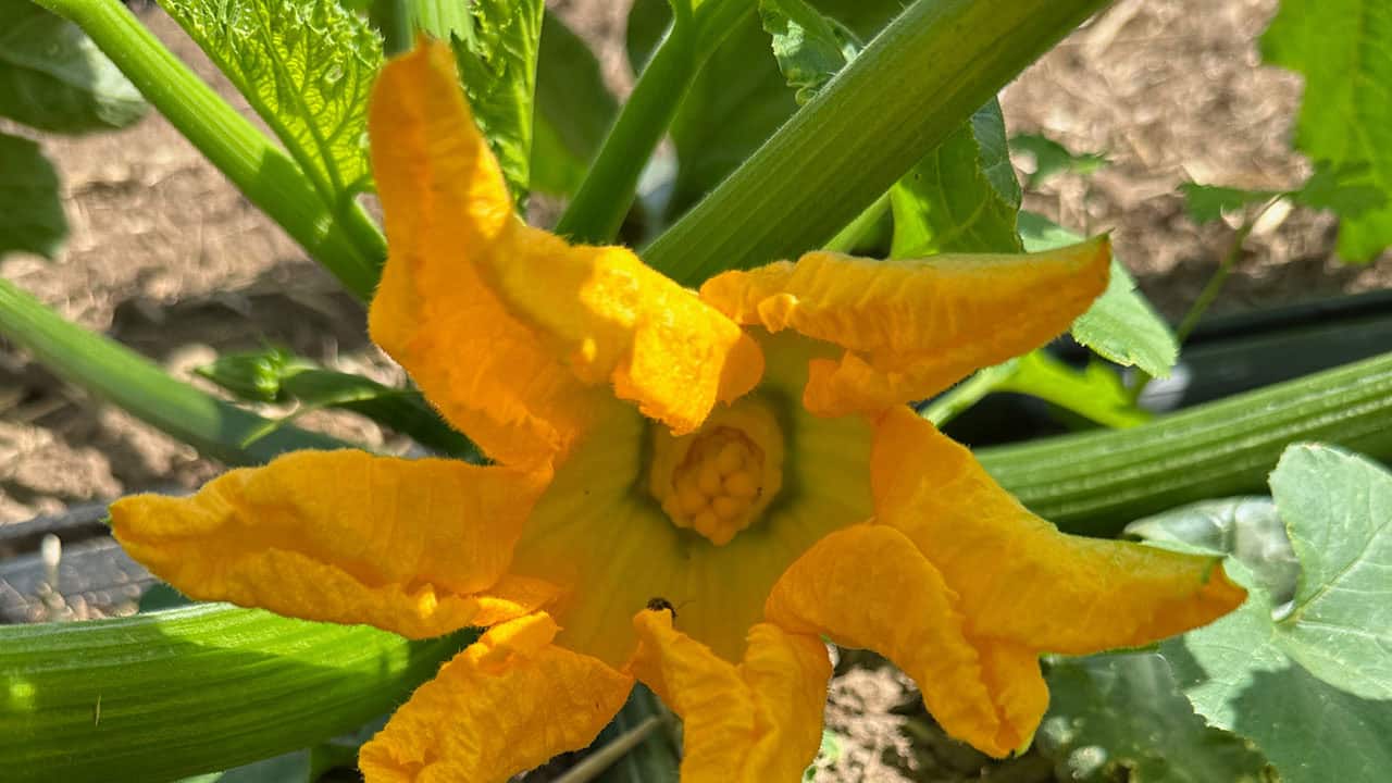 Squash Blossoms