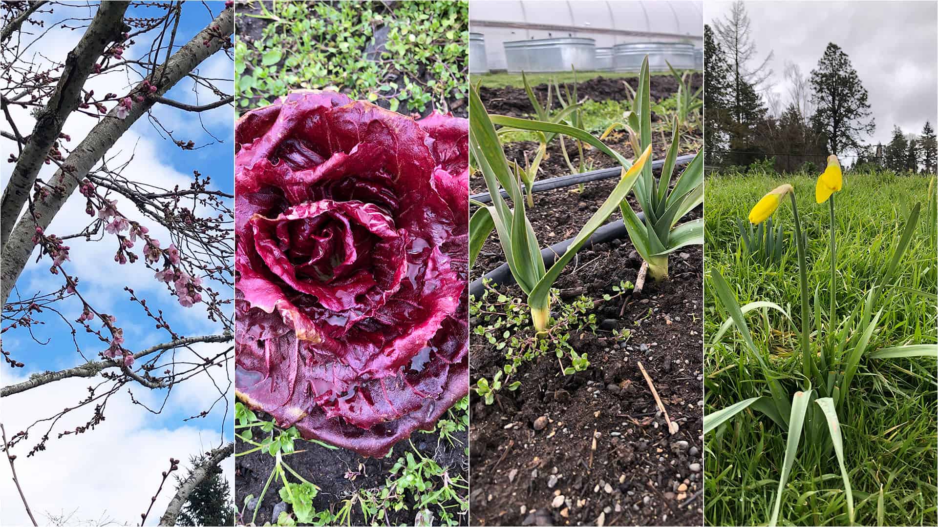 State of the Garden - March 12, 2023