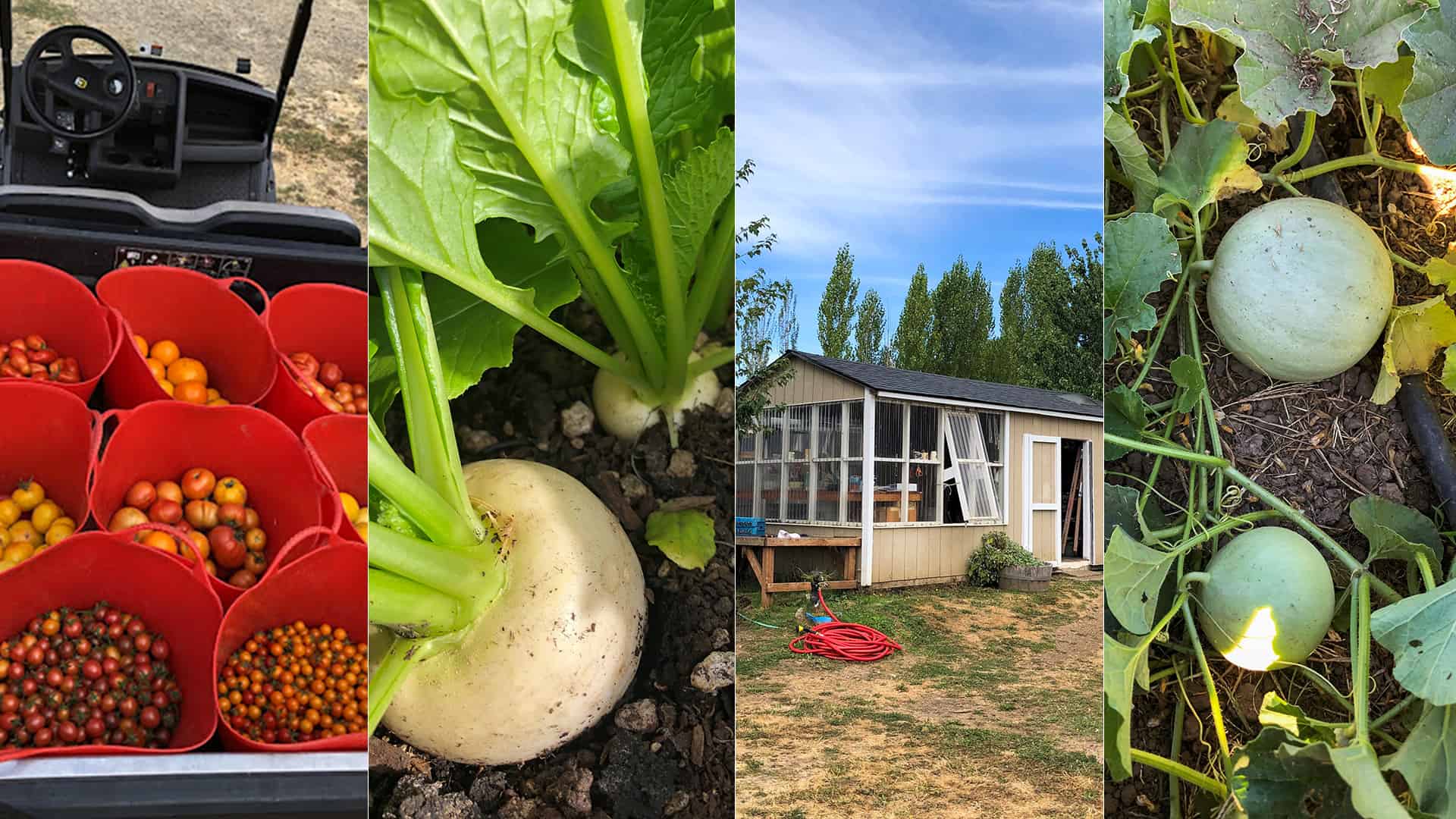 Chefs Garden State Of The Garden August 29, 2022 Harvest Collage