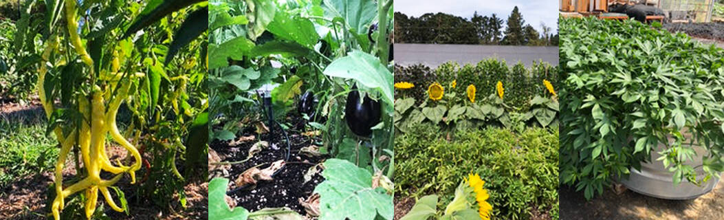 Chefs Garden State Of The Garden August 21, 2022 Harvest Collage
