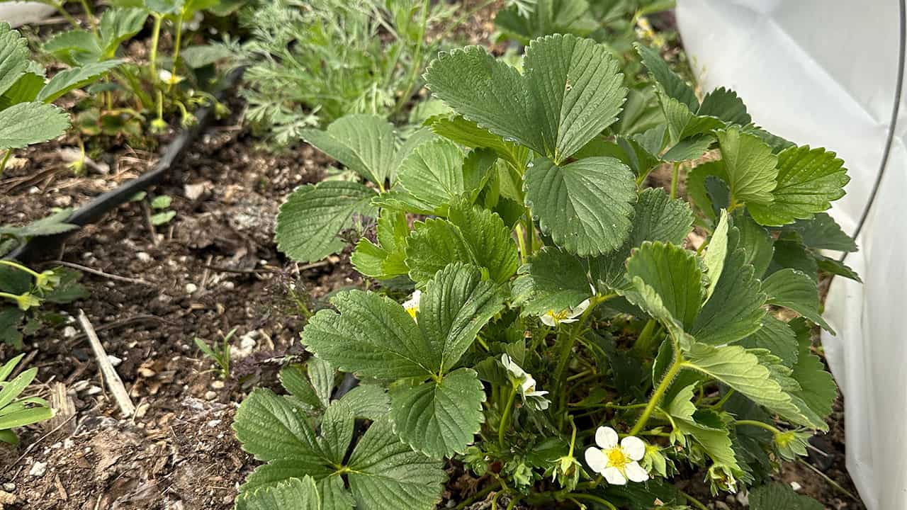 Chef's Garden Strawberries