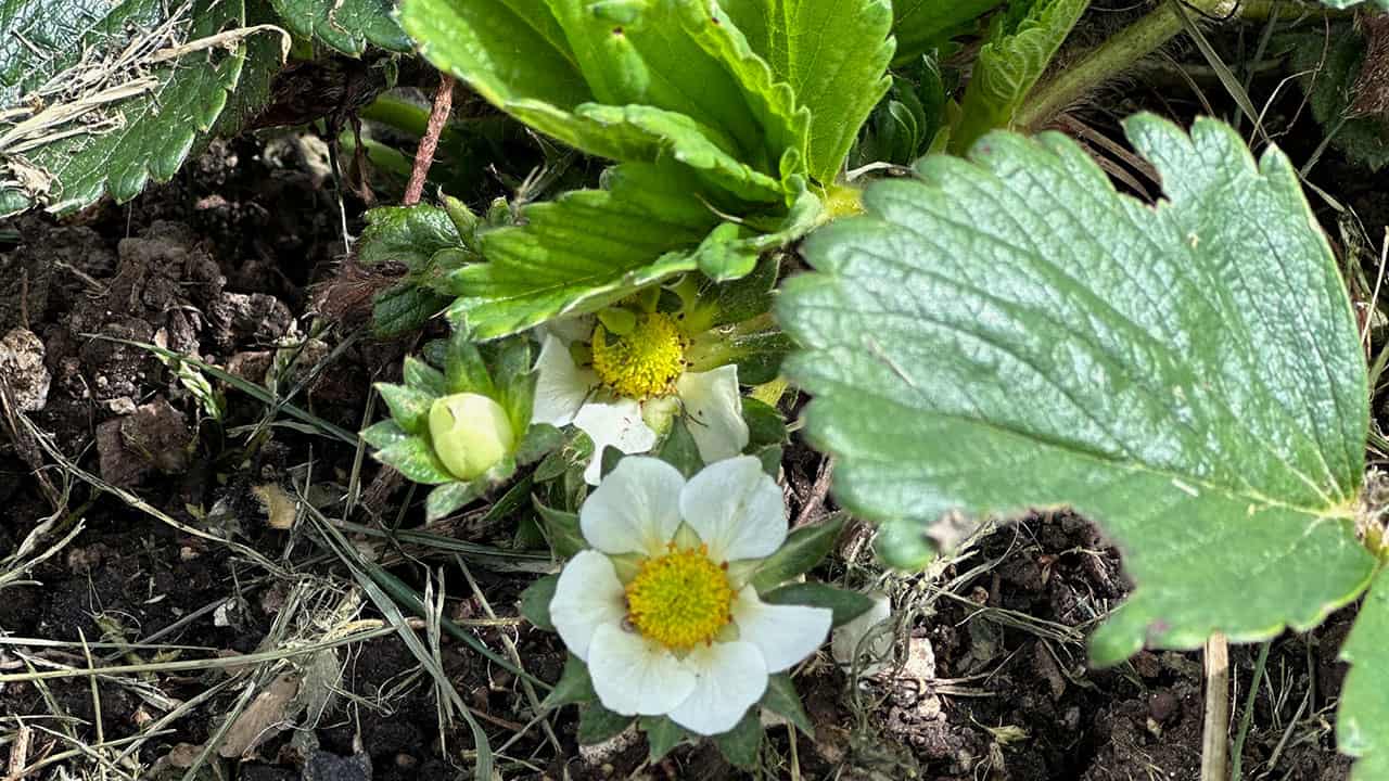 Blooming Strawberries