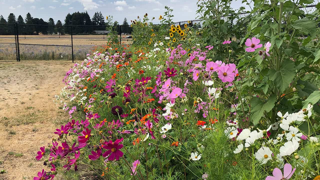 Chef's Garden Summer Flowers