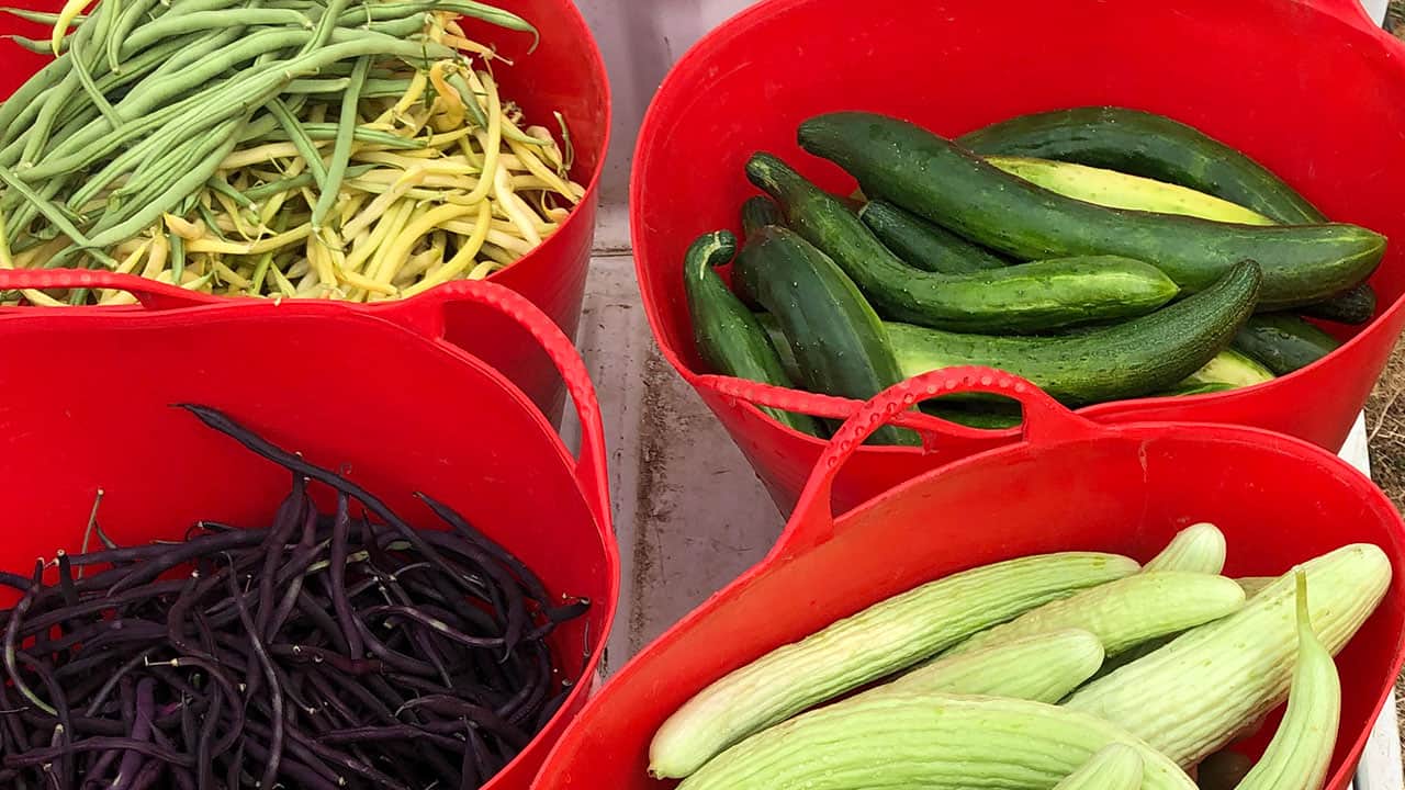 Chef's Garden Vegetable Harvest
