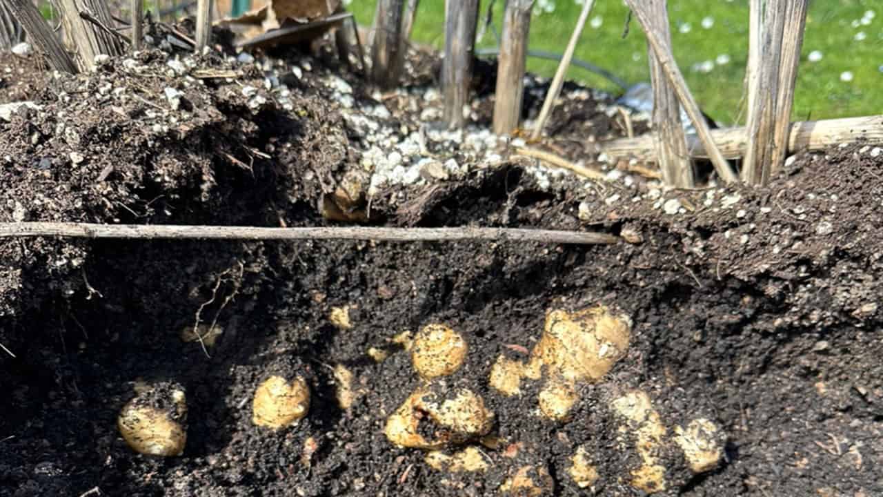 Chefs Garden Sunchokes