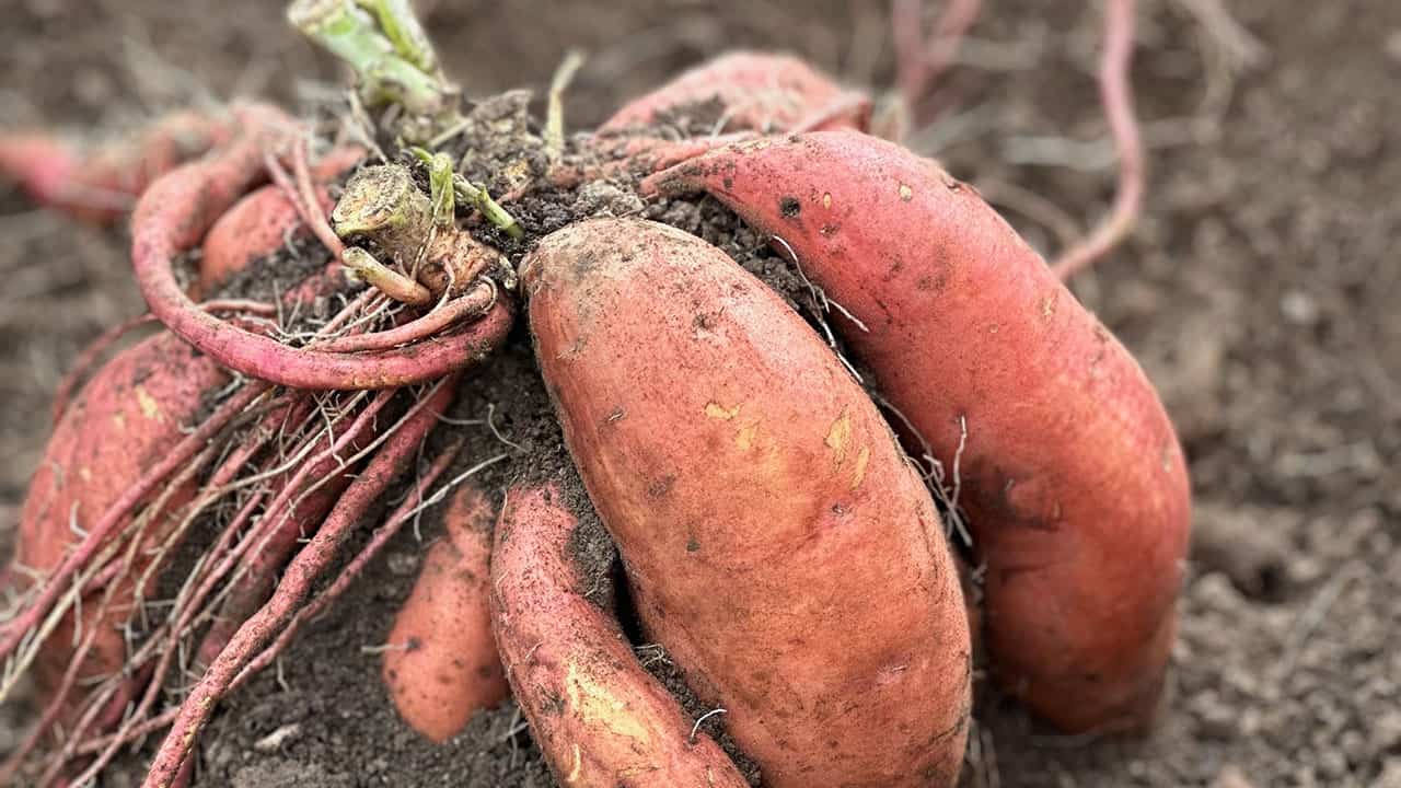 Chefs Garden Sweet Potatoes
