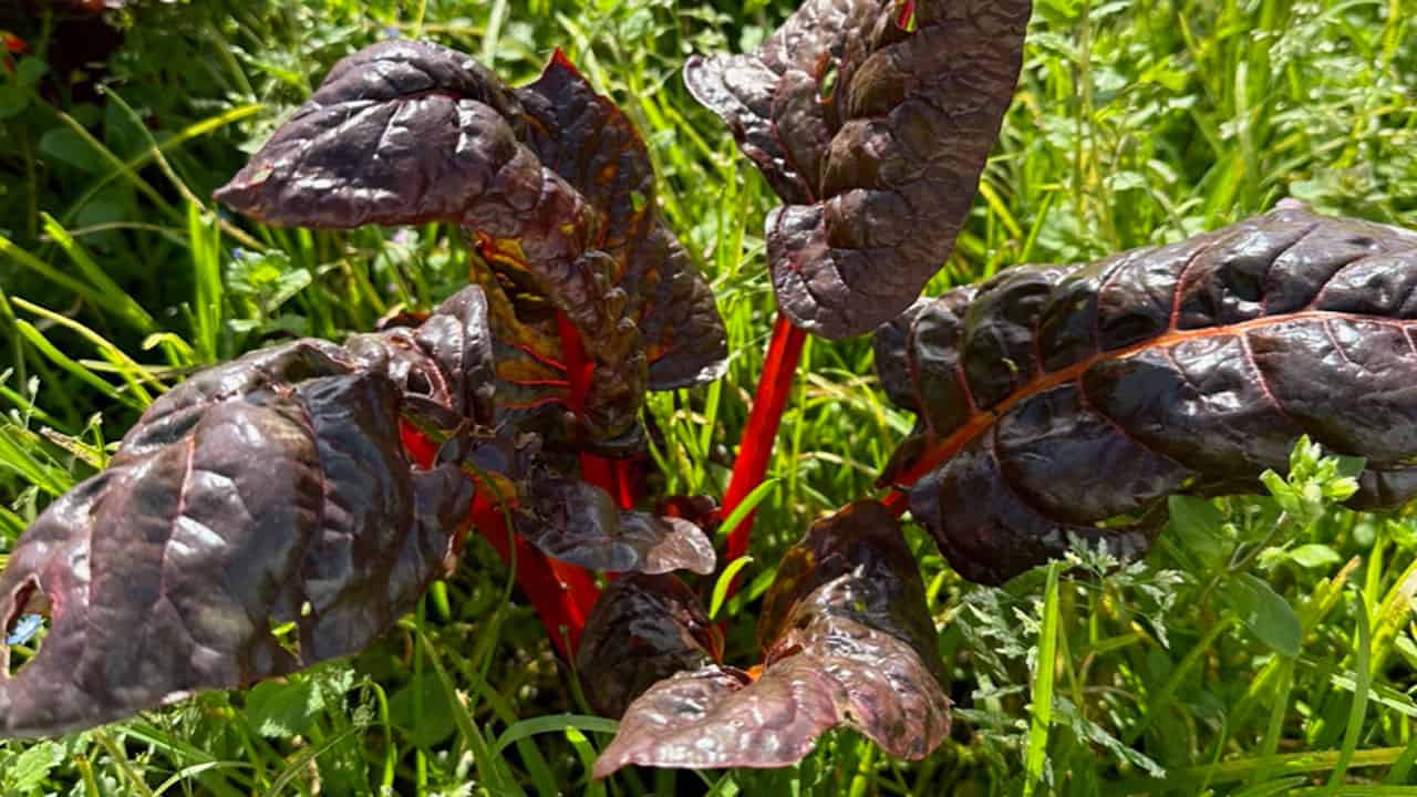 Chefs Garden Swiss Chard