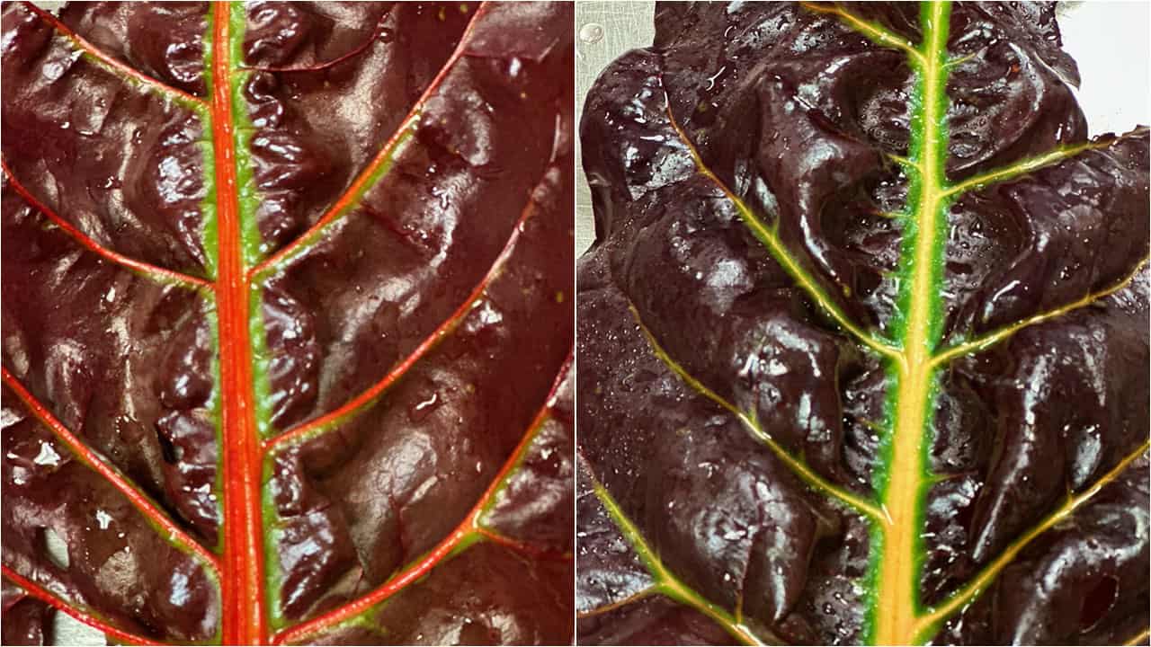 Chefs Garden Colorful Swiss Chard
