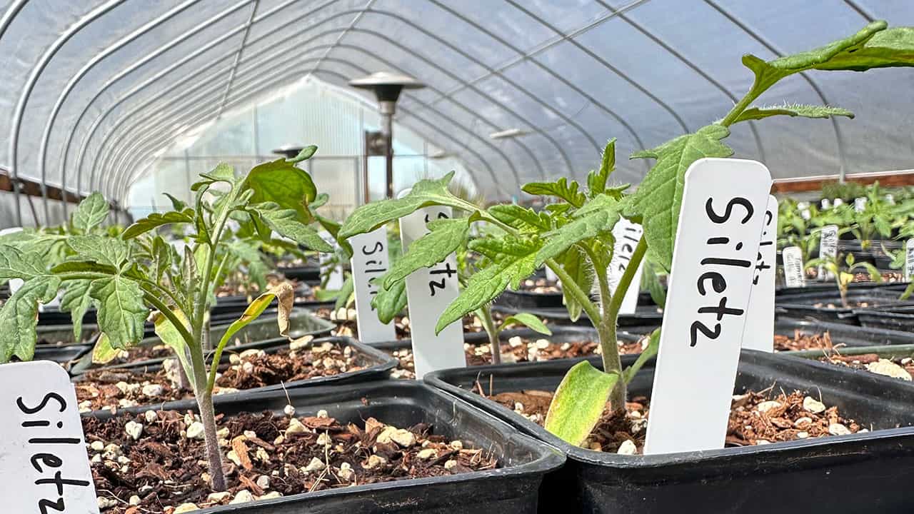 Tomato And Pepper Starts In Chefs Garden