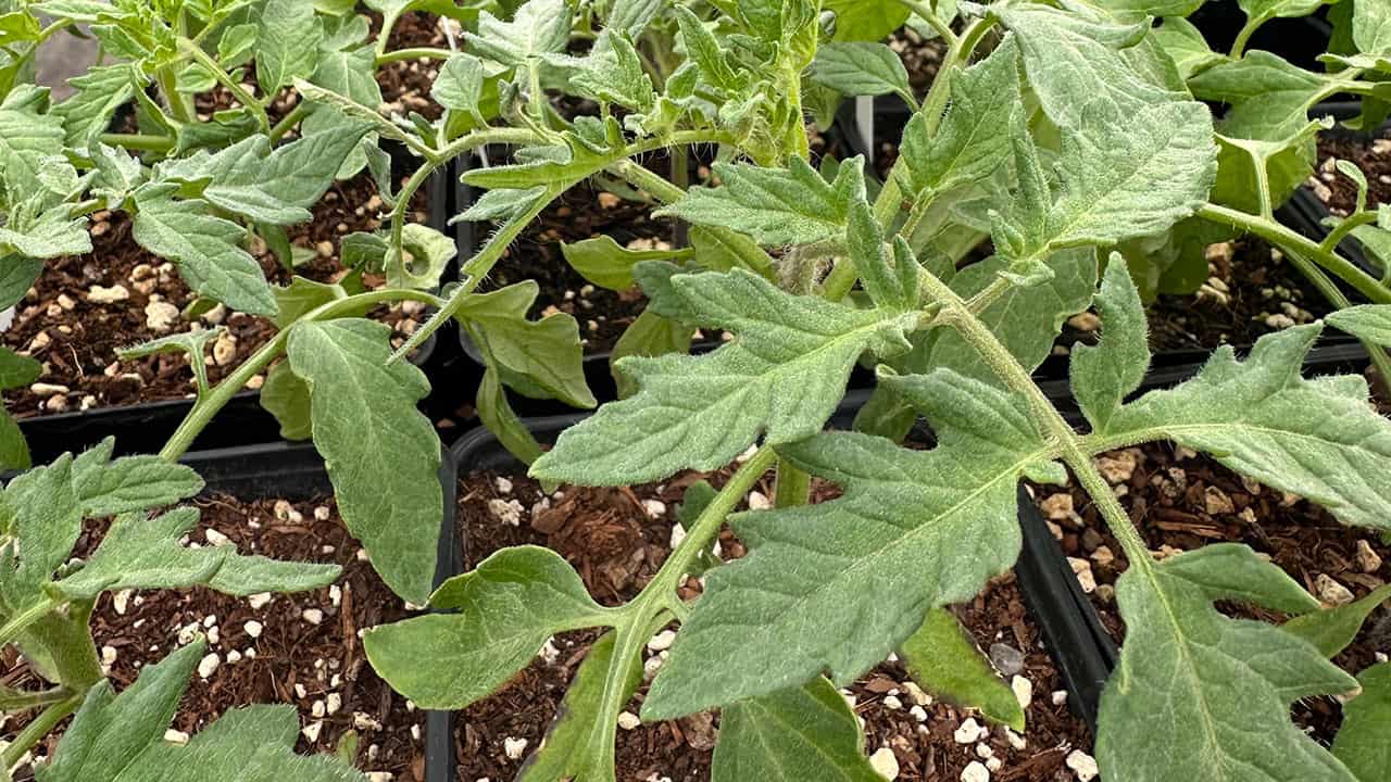 Chef's Garden Tomato Starts