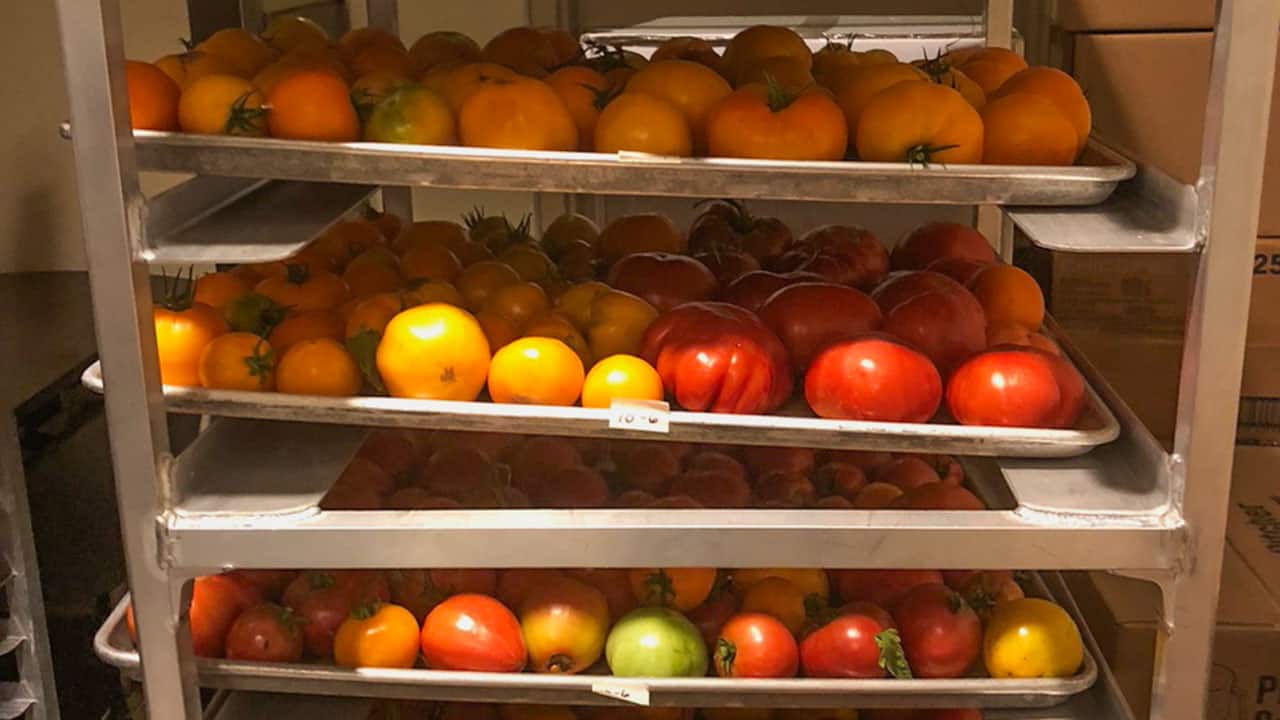 Chefs Garden Colorful Harvested Tomatoes