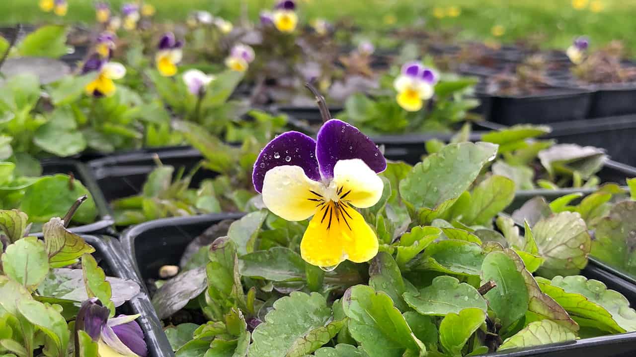 Edible Violas In Chef's Garden