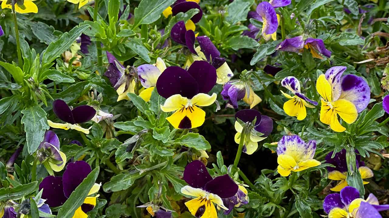 Chef's Garden Spring Violas