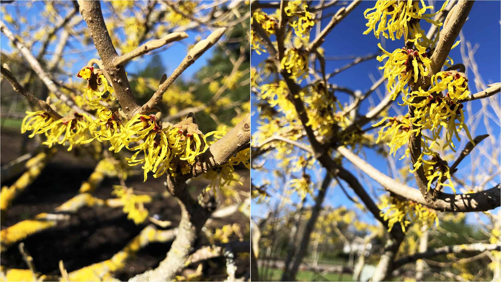 Witchhazel At The Allison Inn and Spa